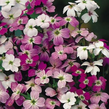 Malcolmia maritima Confetti Mix (Samen) - Graue Meerviole