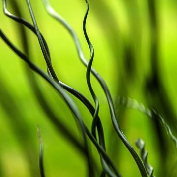 Juncus effusus Spiralis - Jonc spiralé