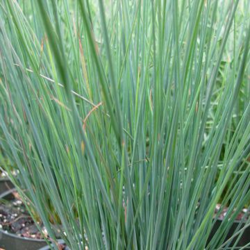 Juncus inflexus Blue Dart - Blaugrüne Binse