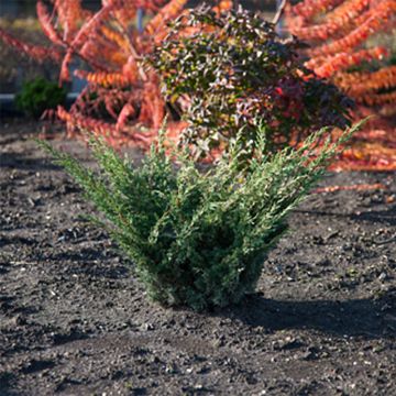 Juniperus chinensis Blaauw