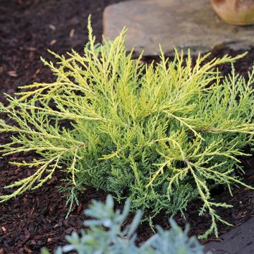 Juniperus pfitzeriana Golden Saucer