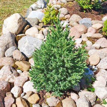 Juniperus chinensis Stricta