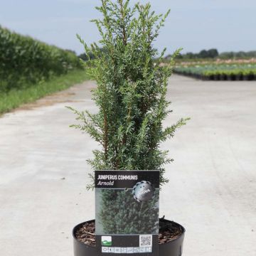 Juniperus communis Arnold