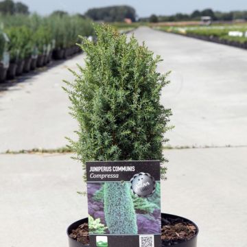 Genévrier commun nain - Juniperus communis 'Compressa'