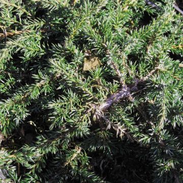 Juniperus communis Green Carpet