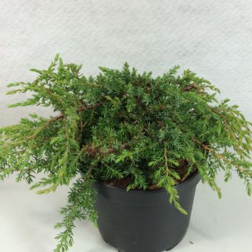 Juniperus communis subsp. hemisphaerica Hornibrookii