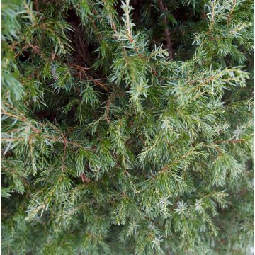 Juniperus communis Suecica