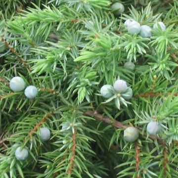 Juniperus conferta Schlager