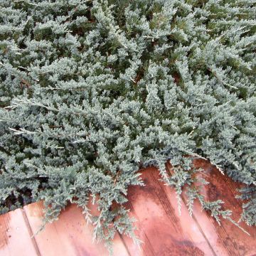 Juniperus horizontalis Blue Chip