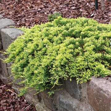 Genévrier rampant - Juniperus horizontalis Golden Carpet