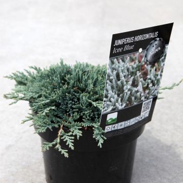 Juniperus horizontalis Icee Blue