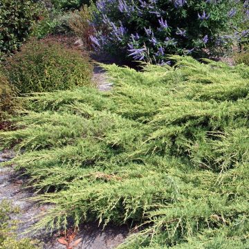 Juniperus media Pfitzeriana