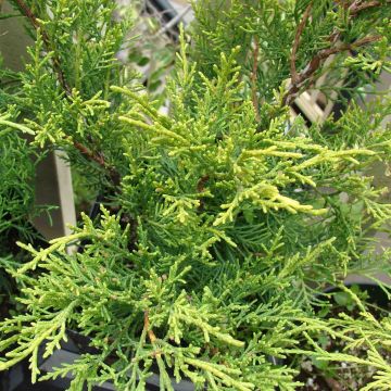 Juniperus pfitzeriana Old Gold