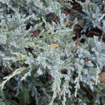 Juniperus squamata Blue Carpet