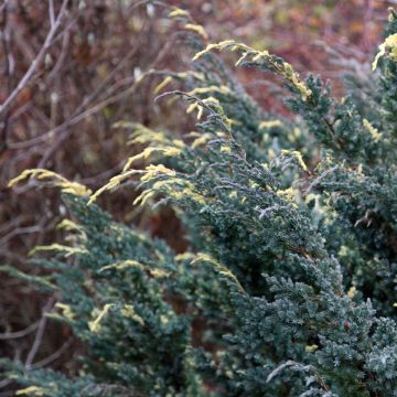 Juniperus squamata Golden Flame - Genévrier écailleux