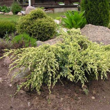 Juniperus squamata Holger