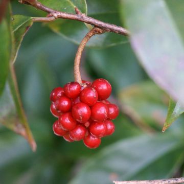 Kadsura japonica - Kugelfaden