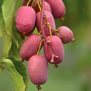 Actinidia arguta Pink Jumbo - Zwerg Kiwi