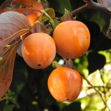 Kaki-Pflaume Costata - Diospyros kaki