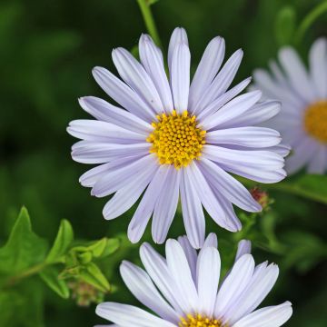 Schönaster Blue Star - Kalimeris incisa