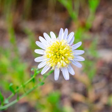 Schönaster var. hortensis - Kalimeris pinnatifida