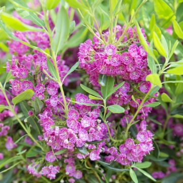 Kalmia angustifolia Rubra - Schmalblättrige Lorbeerrose