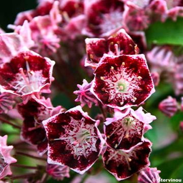 Kalmia latifolia Bull's Eye - Laurier des montagnes rouge et blanc