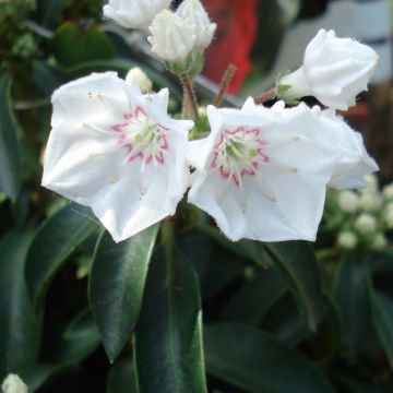 Kalmia latifolia Elf - Laurier des montagnes