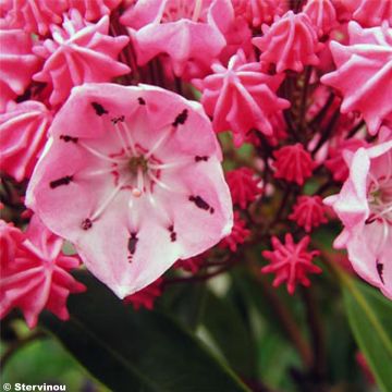 Kalmia latifolia Ewa - Laurier des montagnes rose pâle veiné de pourpre