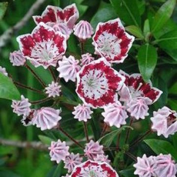 Lorbeerrose Galaxy - Kalmia latifolia