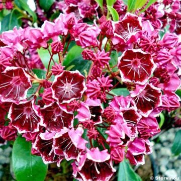 Kalmia latifolia Heart's Desire - Laurier des montagnes rouge et blanc