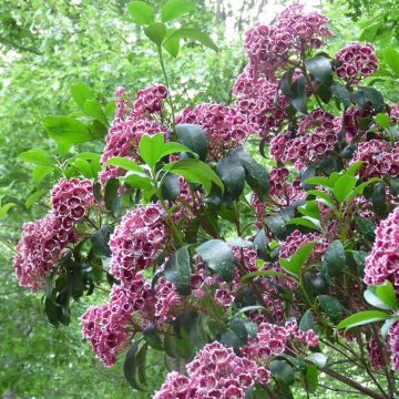 Lorbeerrose Keepsake - Kalmia latifolia