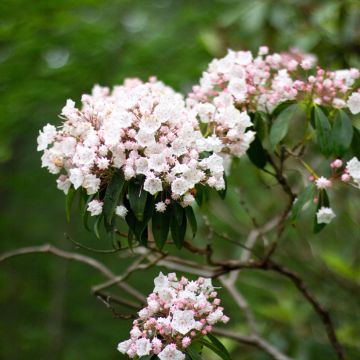 Lorbeerrose - Kalmia latifolia