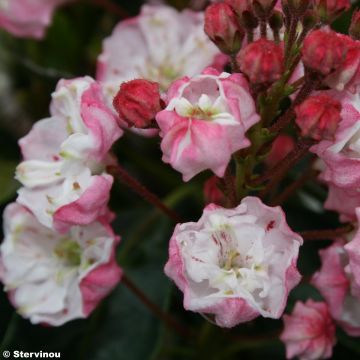 Kalmia latifolia Madeline - Laurier des montagnes double, rose pâle