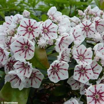 Lorbeerrose Peppermint - Kalmia latifolia