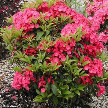 Kalmia latifolia Pink Charm - Laurier des montagnes rose foncé