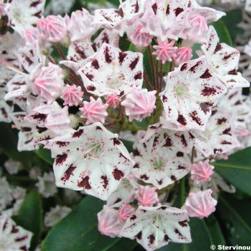 Kalmia latifolia Windrose - Laurier des montagnes blanc et brun pourpré