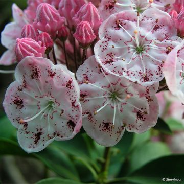 Lorbeerrose Tofka - Kalmia latifolia