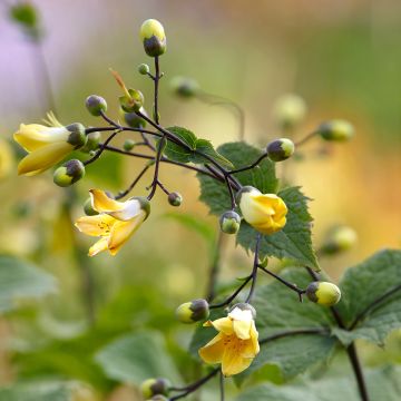 Kirengeshoma palmata - Wachsglocke