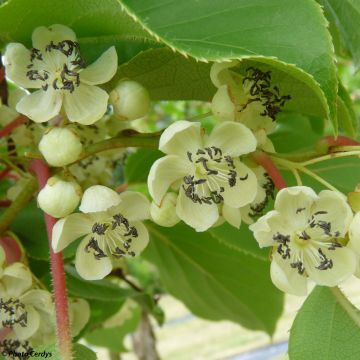 Actinidia arguta Nostino - Zwerg Kiwi