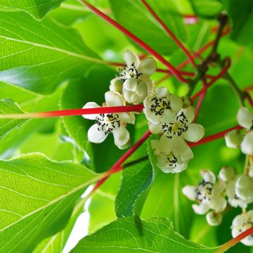 Actinidia arguta Prince Jumbo - Zwerg Kiwi