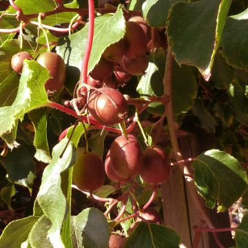 Actinidia arguta Red Jumbo - Zwerg Kiwi