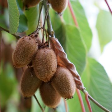 Actinidia deliciosa Kiwidoo (Weiblich) - Chinesischer Strahlengriffel