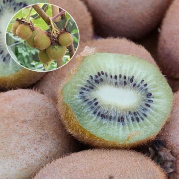 Actinidia deliciosa Hayward Bio - Chinesischer Strahlengriffel