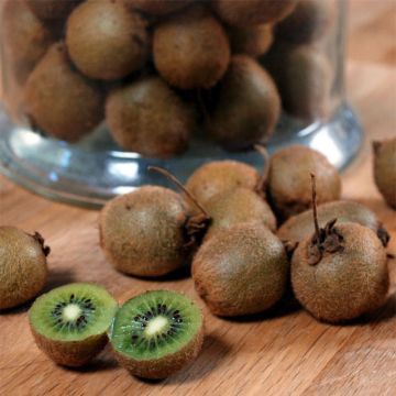 Kiwi Jenny (autofertile) - Actinidia deliciosa