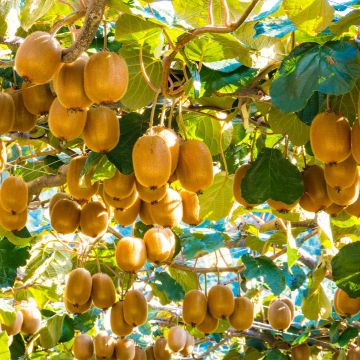 Actinidia deliciosa Montcap - Chinesischer Strahlengriffel