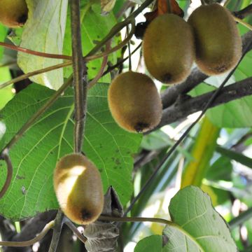 Actinidia deliciosa Tomuri Bio (Männlich) - Chinesischer Strahlengriffel