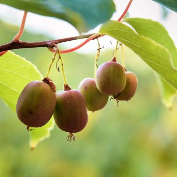 Kiwi arguta Ananasnaya (femelle) - Kiwaï Anna