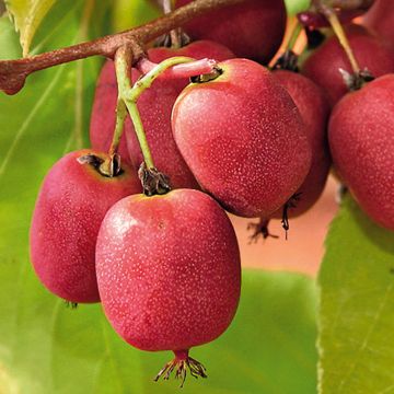 Actinidia arguta Bingo (Weiblich) - Zwerg Kiwi