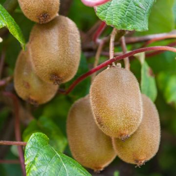 Actinidia deliciosa Boskoop - Chinesischer Strahlengriffel